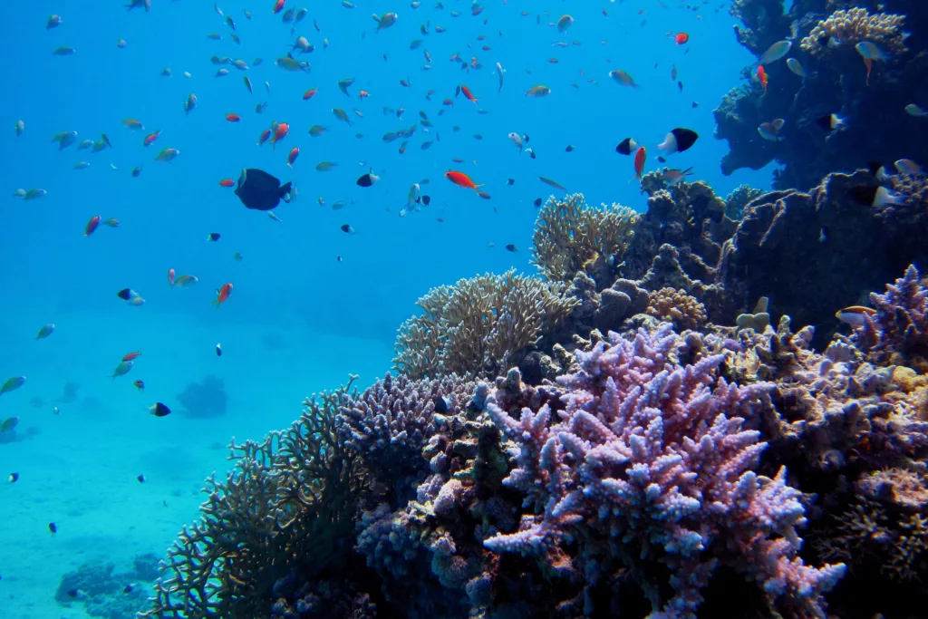 Underwater, Underwater Photography, Scuba Diving, Diving, Bali Diving