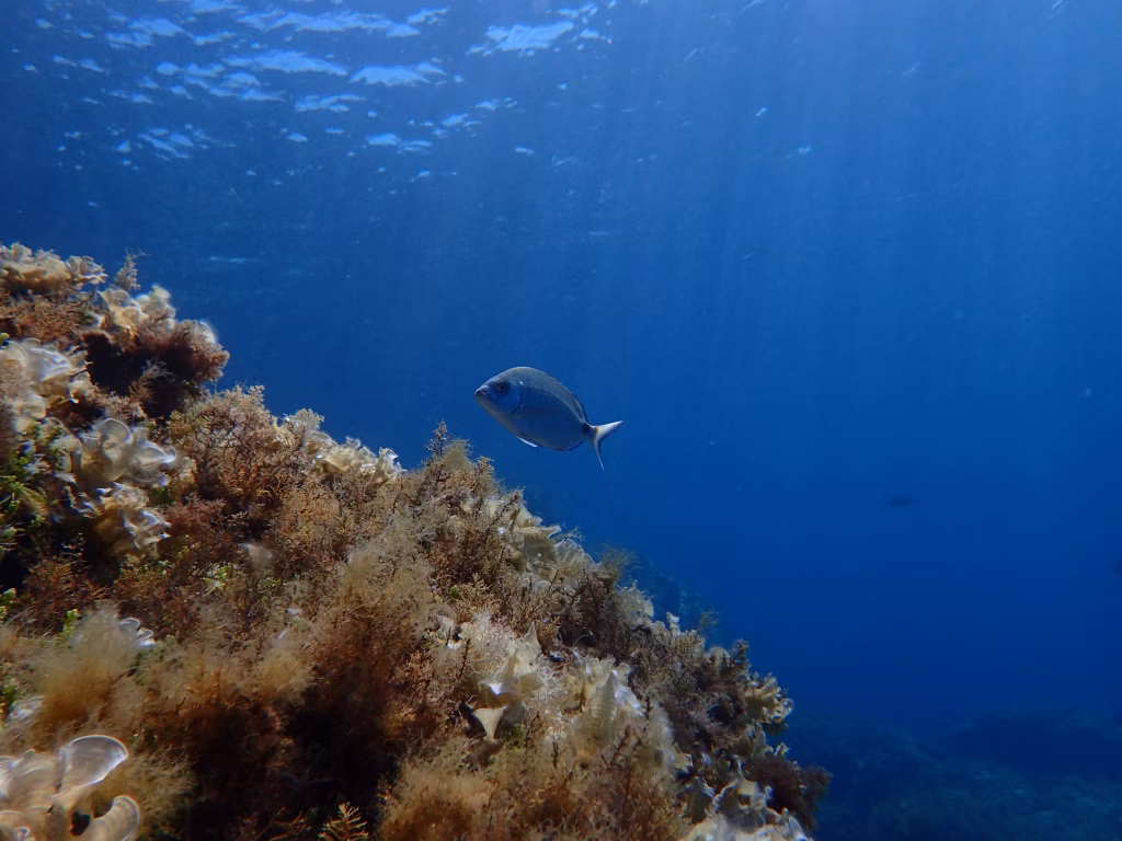 Diving, Scuba Diving, Diving in Bali, Bali Diving, Underwater, Marine Life