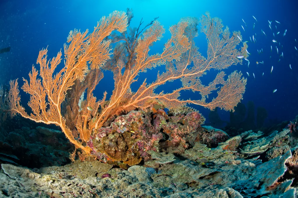 Underwater, Dive Sites