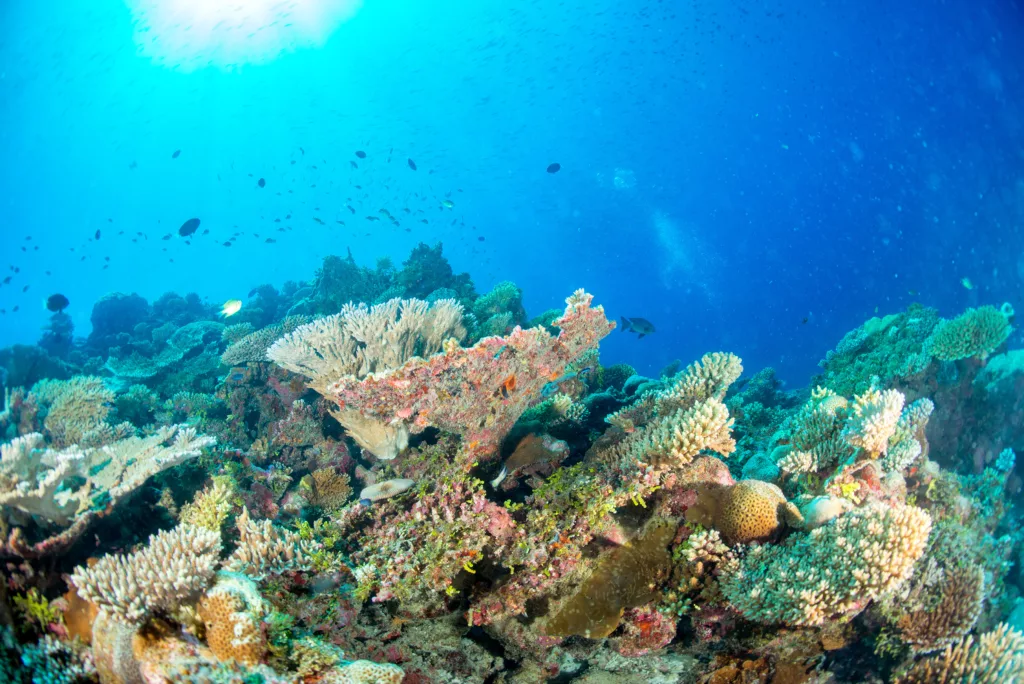 Underwater, Dive Sites