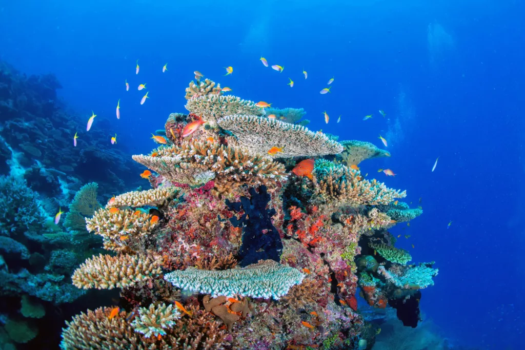 Marine Conservation, Scuba Diving, Diving, Diving in Bali, Bali Diving