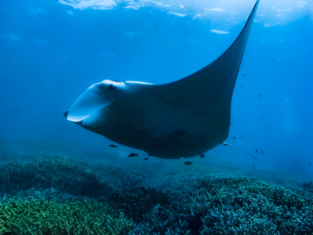 Manta Ray