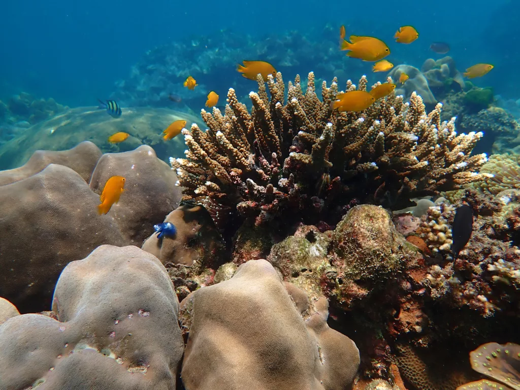 Scuba Diving, Bali Diving, Diving in Bali