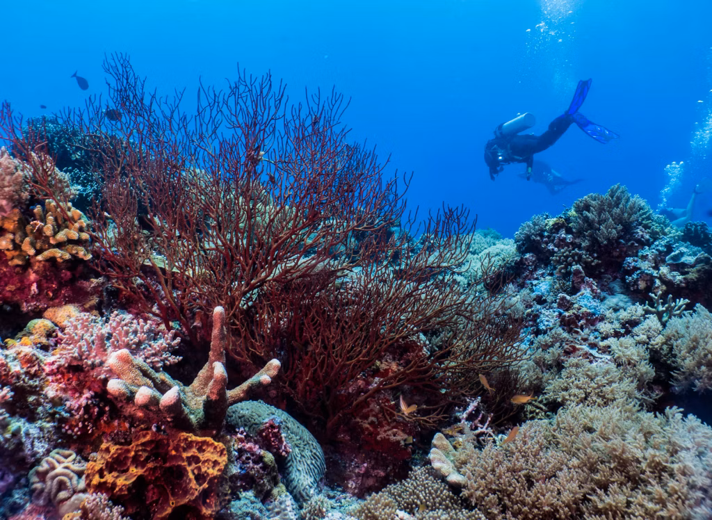 Scuba Diving, Bali Diving, Diving in Bali