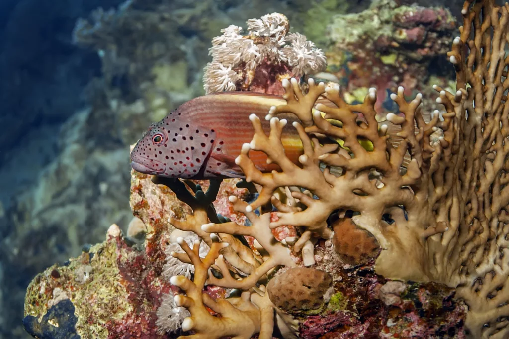 Underwater, Scuba Diving, Diving in Bali, Bali Diving