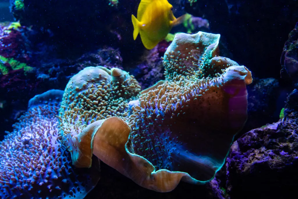 Underwater, Underwater Photography, Scuba Diving, Diving, Bali Diving