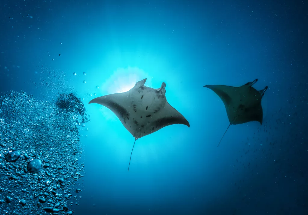Manta Rays, Diving, Diving in Bali, Bali Diving