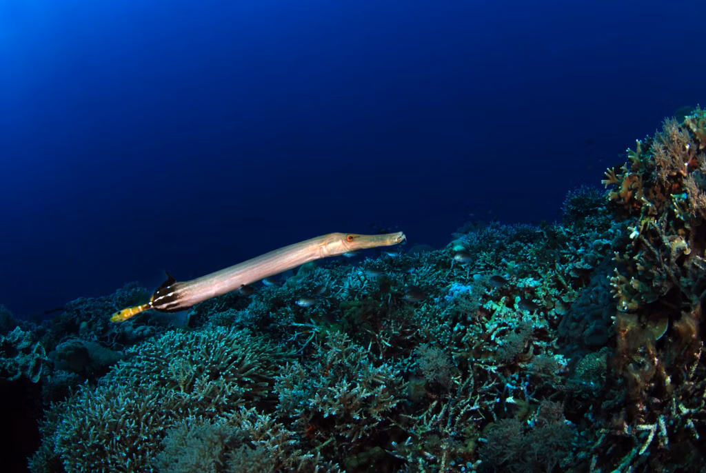 Diving, Scuba Diving, Diving in Bali, Bali Diving, Underwater, Marine Life