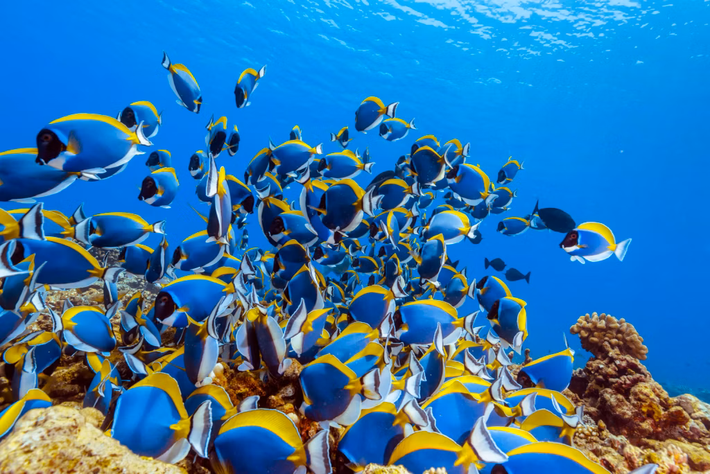 Underwater Photography, Diving, Scuba Diving, Diving in Bali, Bali Diving, Underwater, Marine Life