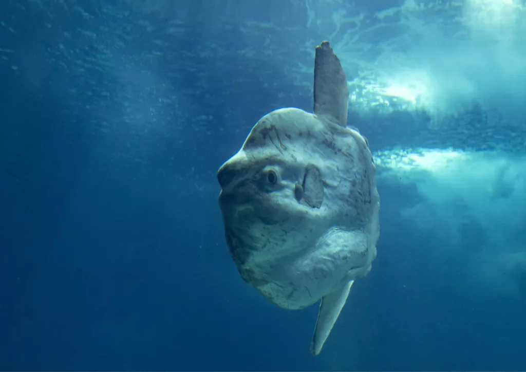 Diving in Bali with mola mola