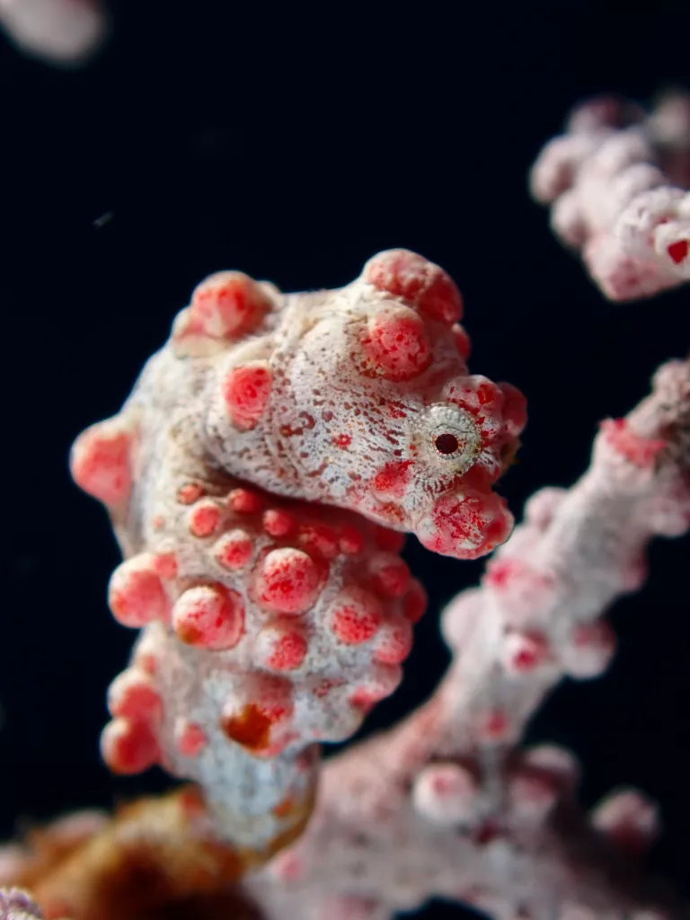 pigmy sea horse