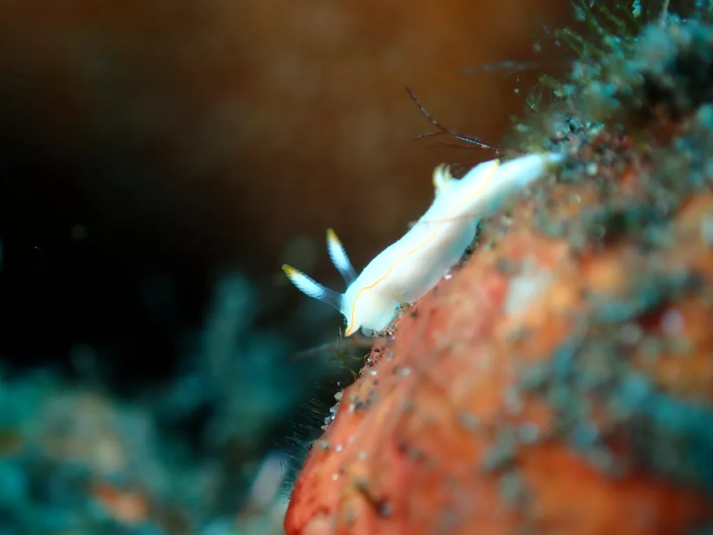 scuba diving - nudibranch marine creatures - Dive Sites