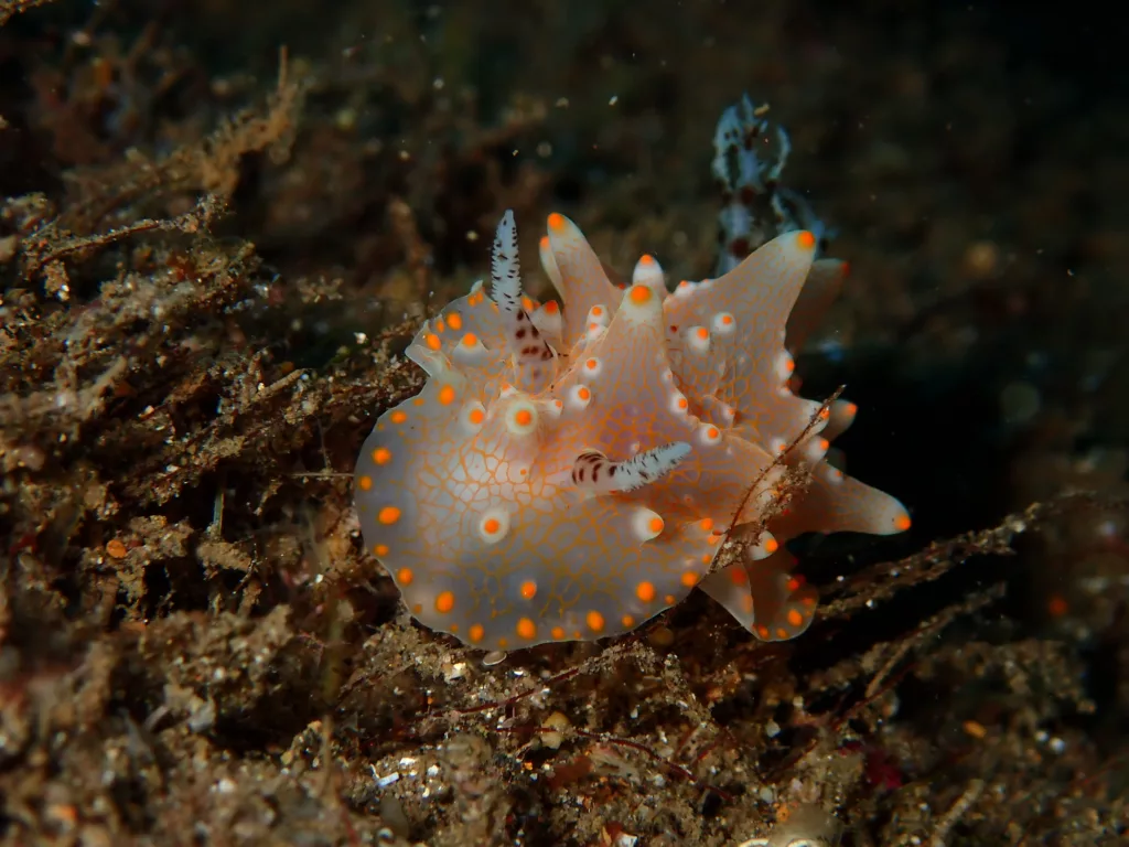 small sea creatures - Dive Sites