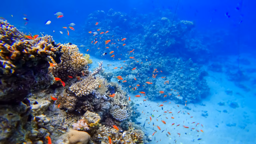 Coral with orange schooling fish in USS Liberty Shipwreck