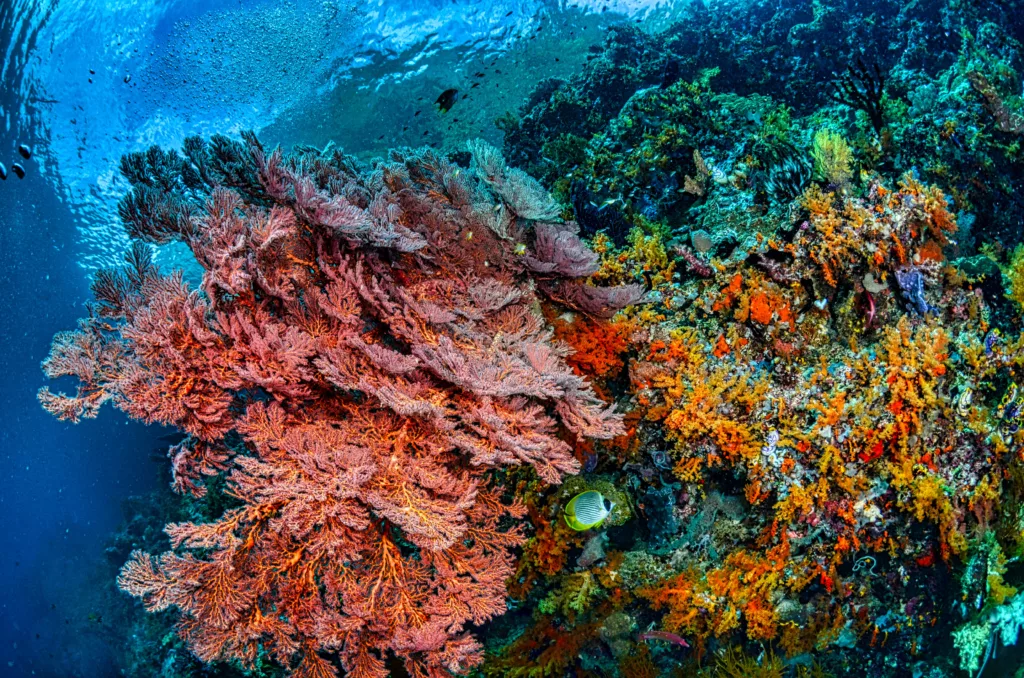 Coral Reef - Bali Diving