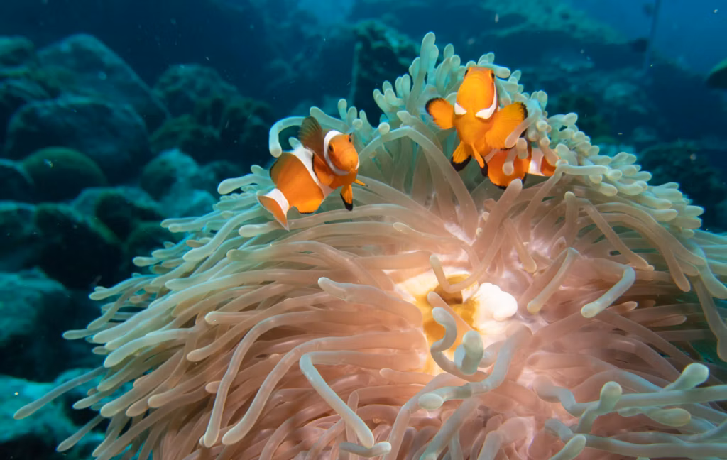 Diving Resort, Diving, Scuba Diving, Diving in Bali, Bali Diving