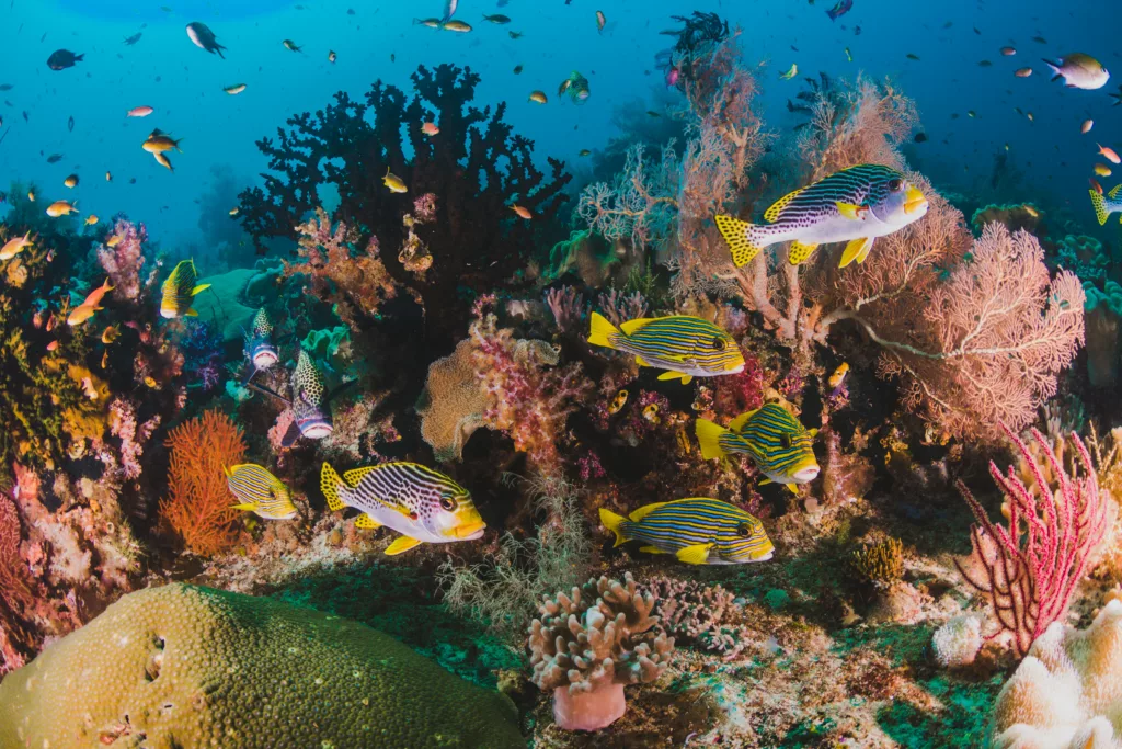 coral and fish in a the ocean - dive sites