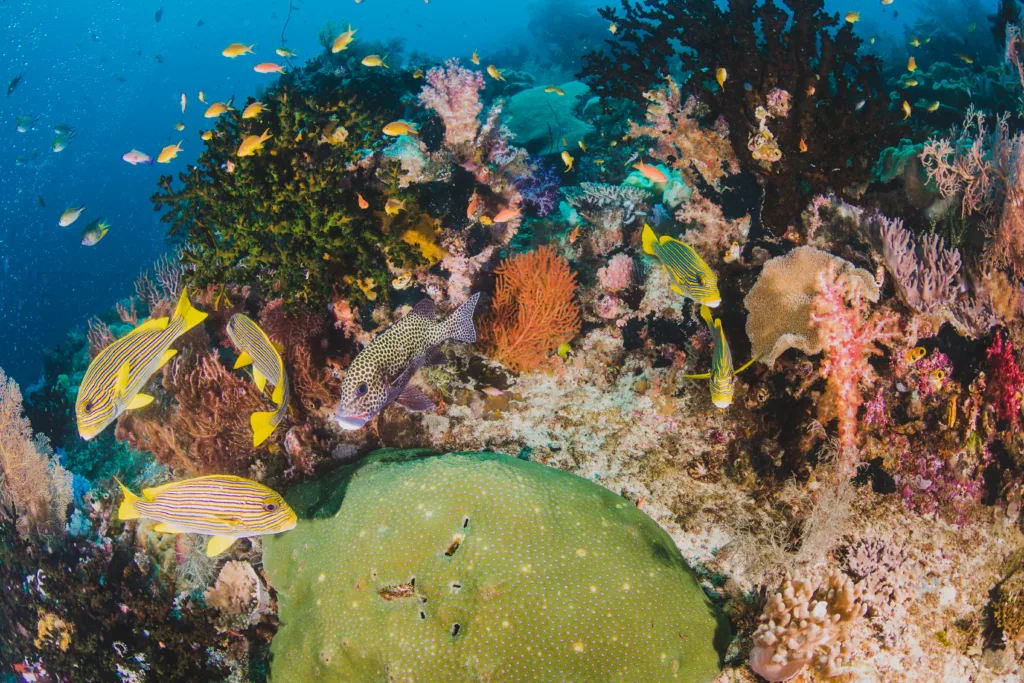 coral and fish in the ocean - dive sites