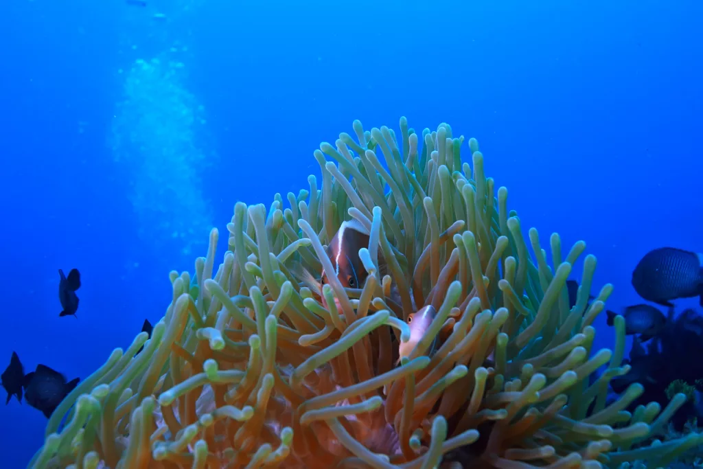 coral reef macro