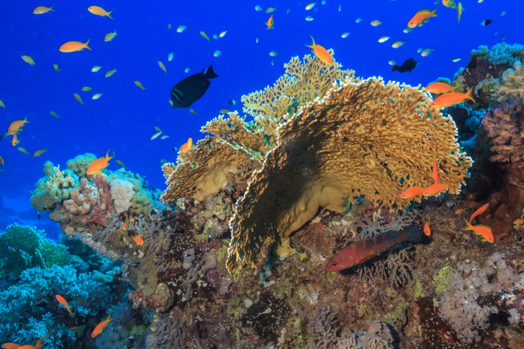 Coral reef in the ocean - Bali Dive Resort