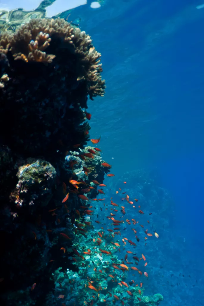 beautiful colorful coral - Dive Sites