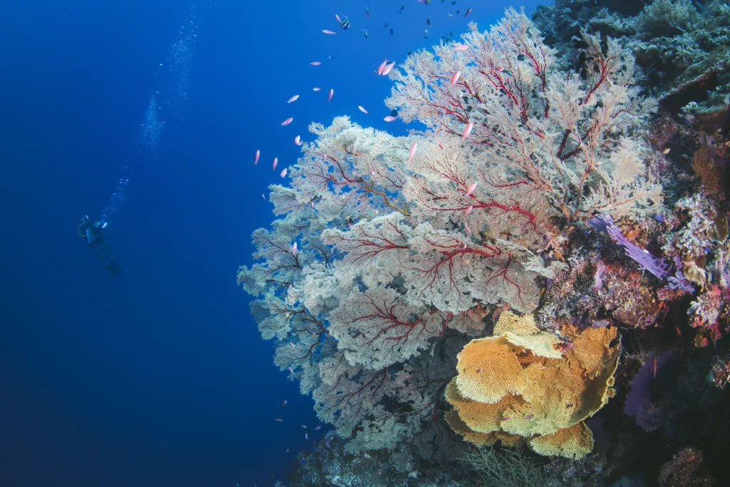 Bali Dive Sites, Diving, Scuba Diving, Diving in Bali, Bali Diving