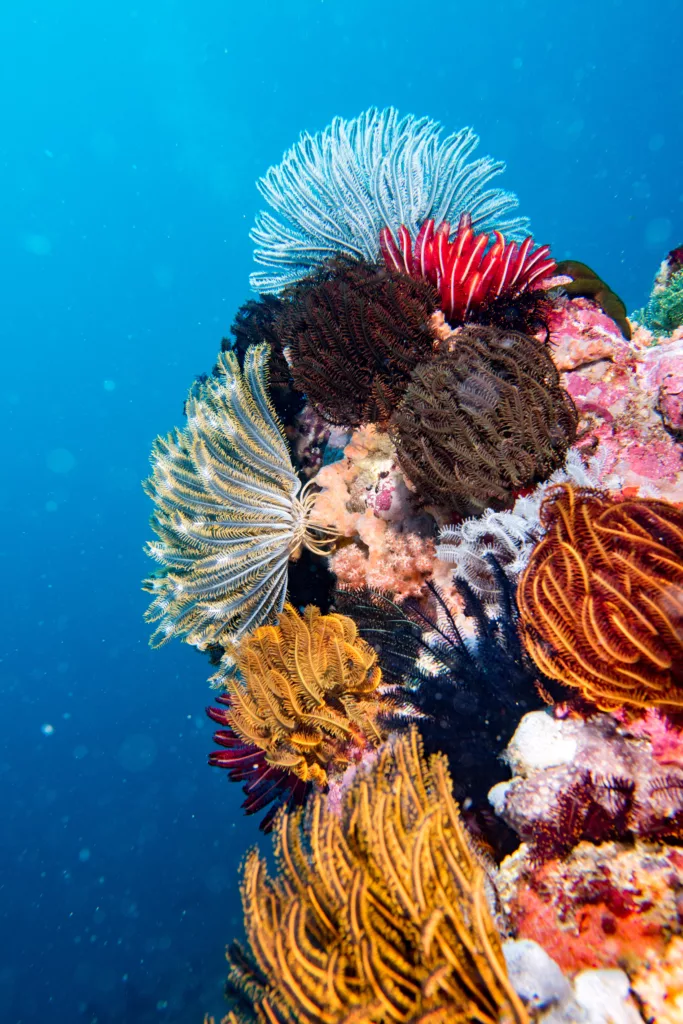 beautiful colorful coral - Dive Sites
