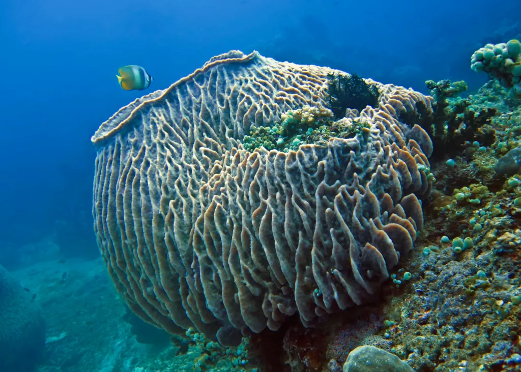 Giant Barrel Sponge coral in the sea - Bali Dive Resort