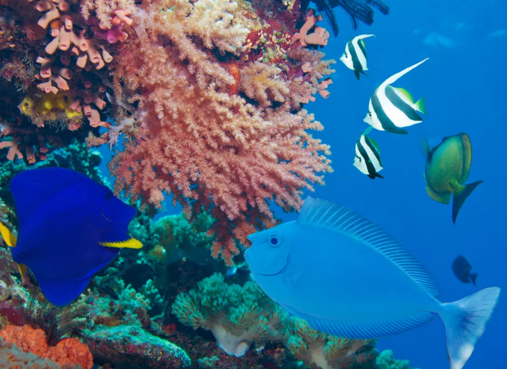 Underwater, Diving, Scuba Diving, Diving in Bali, Bali Diving
