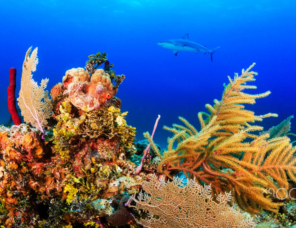 Bali Dive Sites, Diving, Scuba Diving, Diving in Bali, Bali Diving