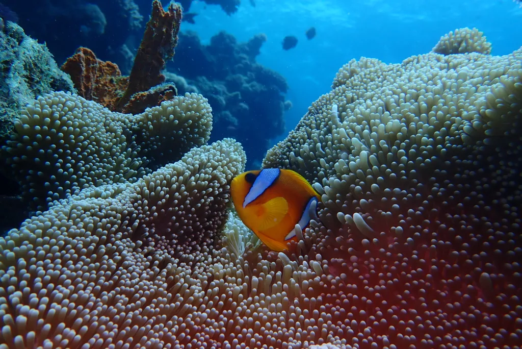 nemo and anemone - Bali Dive Resort