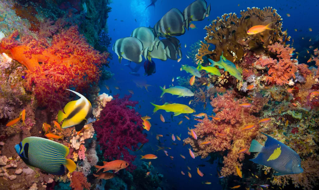 Fishes and Coral in the beautiful area - Bali Dive Resort