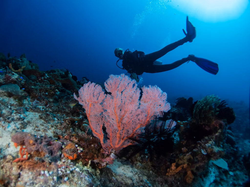 Dive Sites, Scuba Diving, Diving in Bali