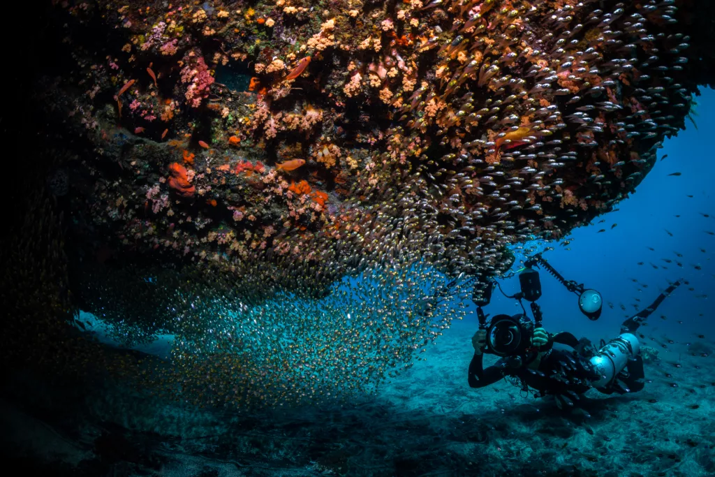 a man with schooling small fishes - Boga Wreck