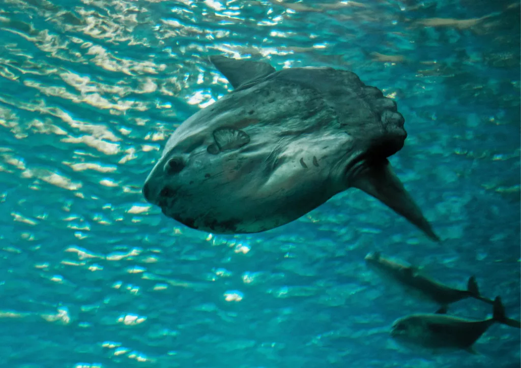 ocean sunfish mola mola in nusa penida bali