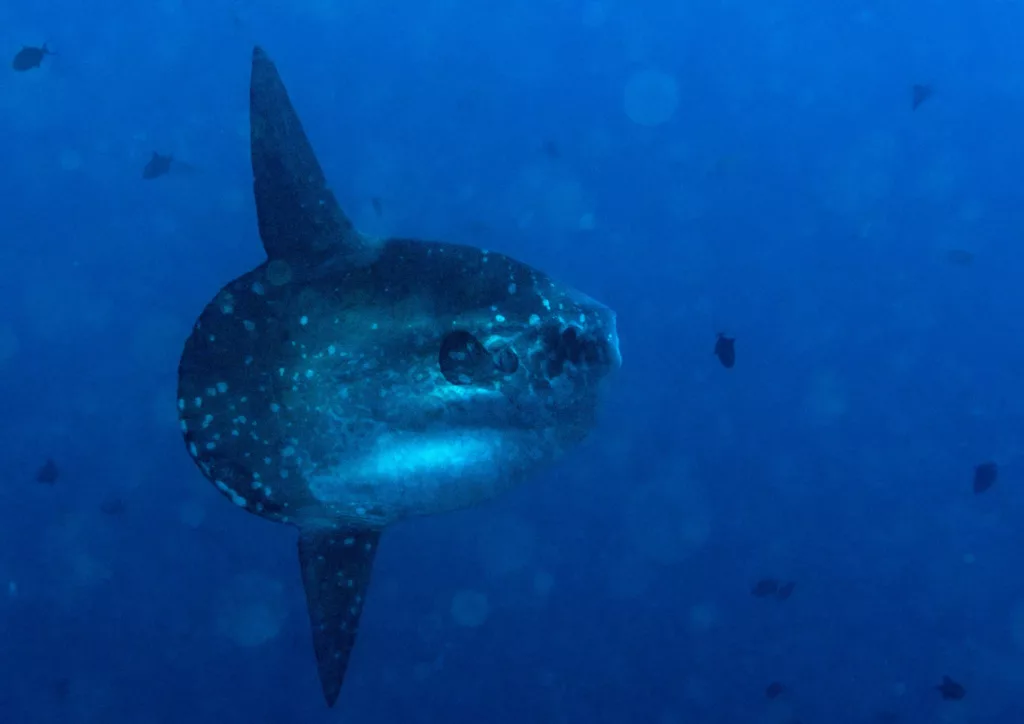 mola mola in nusa penida bali