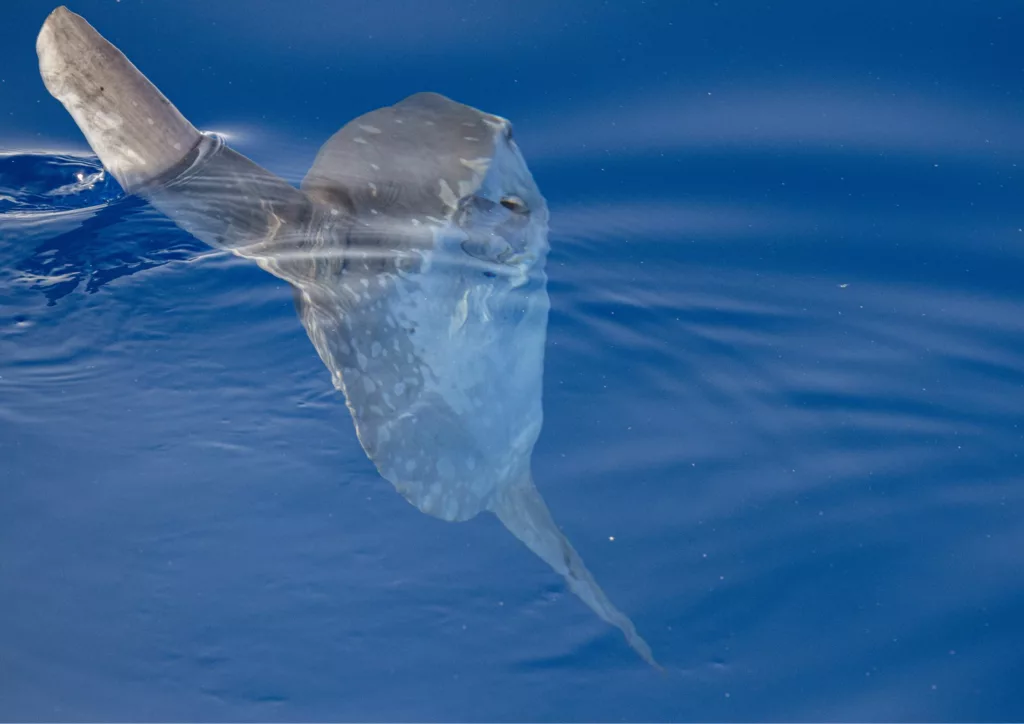 Diving in Bali with mola mola