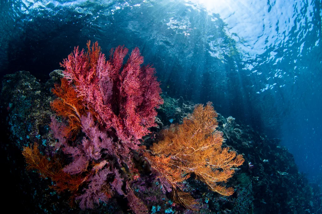 diving with beautiful colourful reef