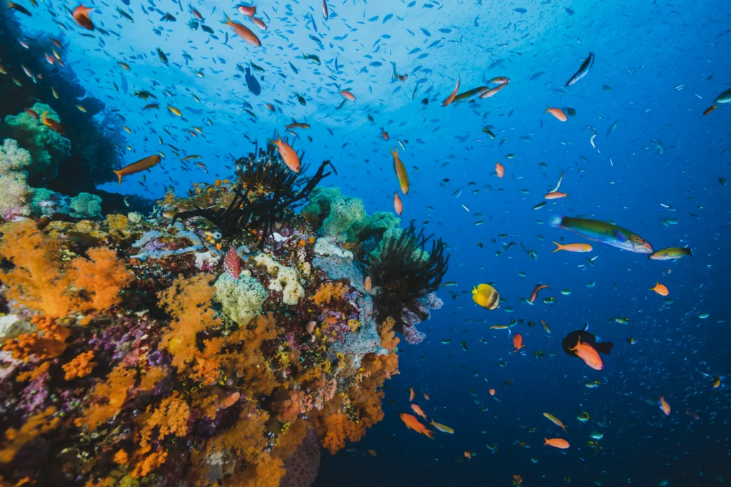 Coral reef and fishes - Bali dive resort