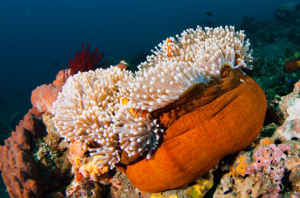 Dive Sites, Scuba Diving, Diving in Bali