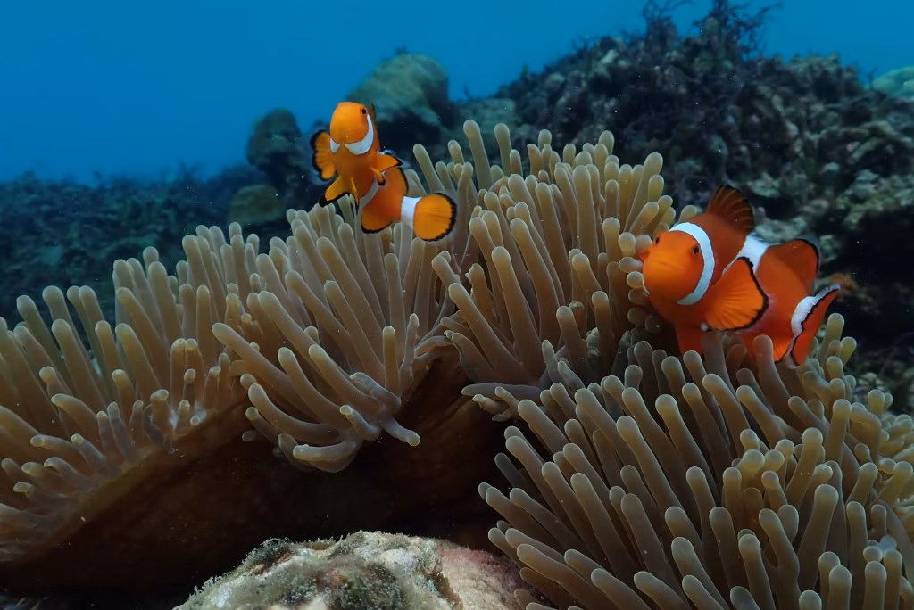 Nemo and anemon - Bali Dive Resort