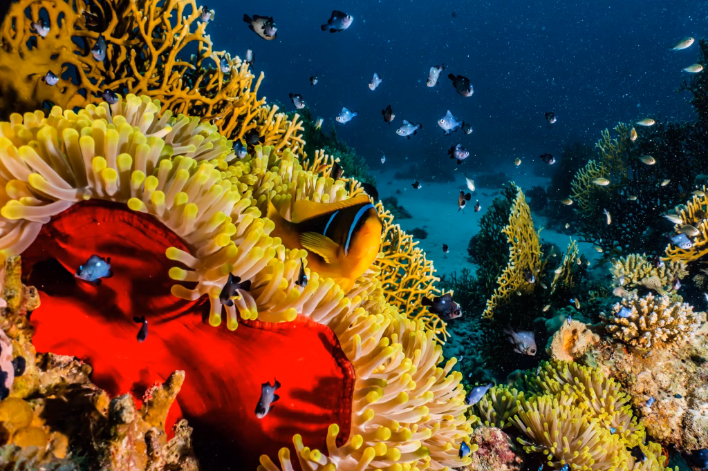 Underwater, Diving, Scuba Diving, Diving in Bali, Bali Diving