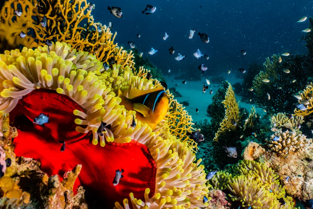 Underwater, Diving, Scuba Diving, Diving in Bali, Bali Diving