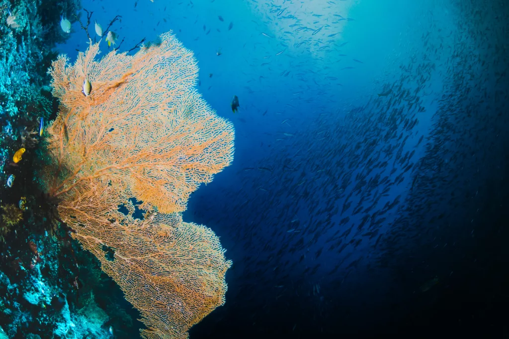 yellow seafan with a shoal of fish - bali dive resort - bali scuba diving