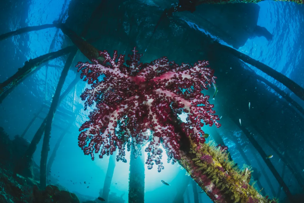 pink coral under the harbour - Boga Wreck