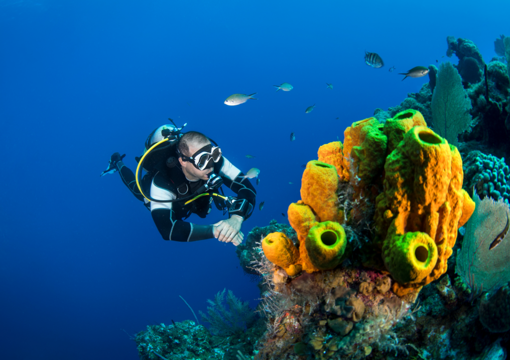 Your Scuba Diving Journey with Bali Diving Courses