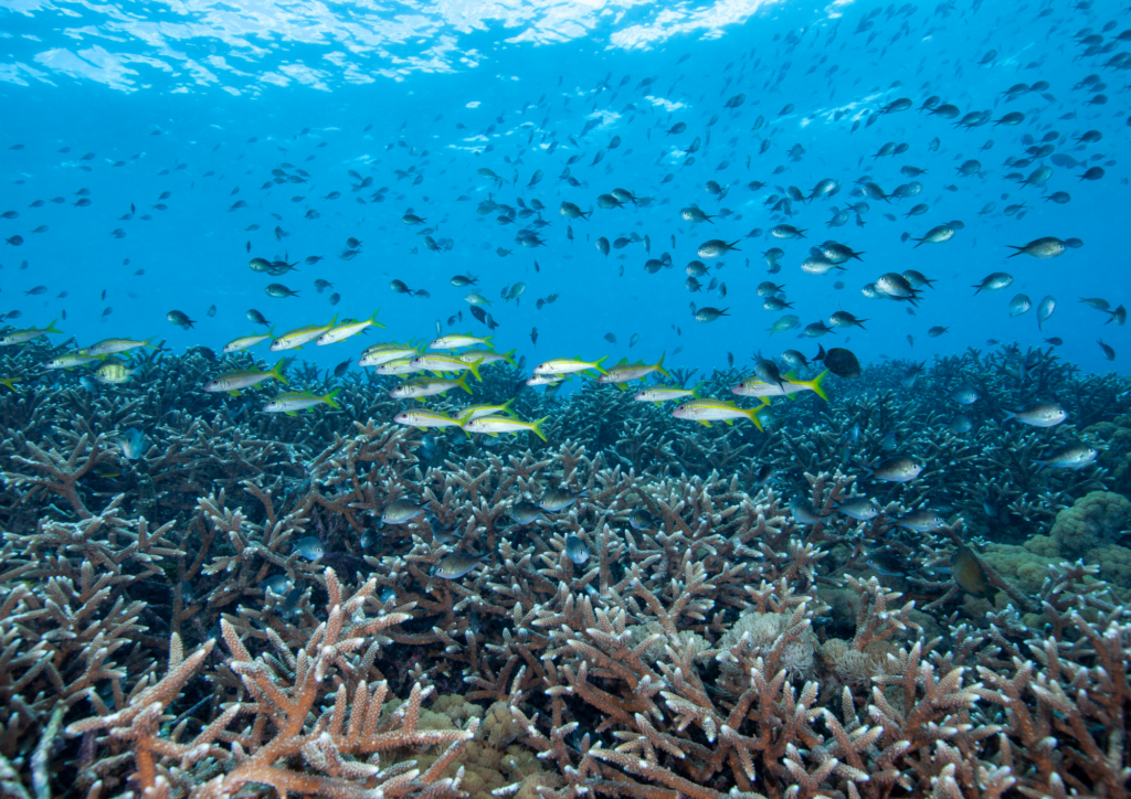 Bali Diving in Beautiful Beach