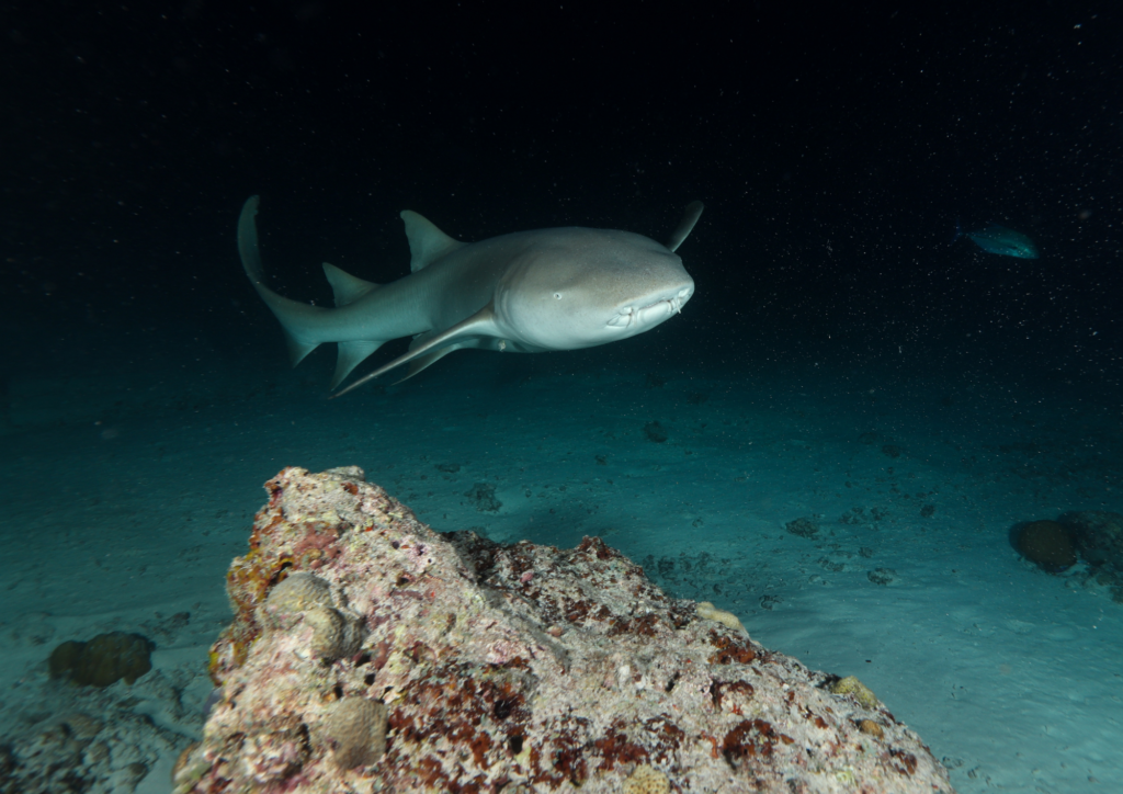 Night Dive in Night Ocean meet The Fish in Night