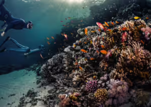 Tulamben Diving provide a fascinating underwater landscapes, SSI Scuba Course in Bali, Diving Course in Bali, Bali Diving Course