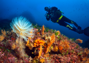 Bali Open Water Diving Course, Bali Diving Course, Diving Course in Bali